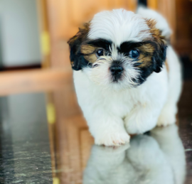 Shih Tzu Puppies For Sale - Seaside Pups